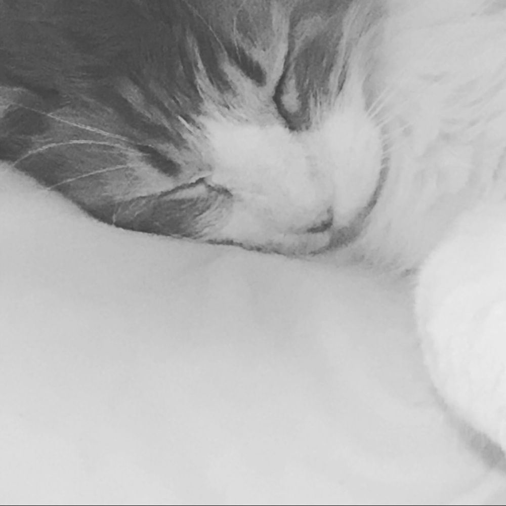 Meet your Posher, Ella